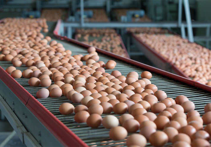 Egg